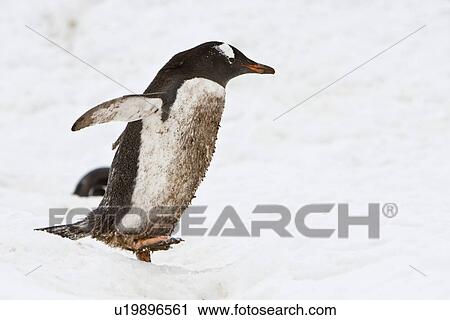 Stock Image - A VERY dirty (mud and feces) adult gentoo penguin (Pygoscelis papua) going and returning from sea to feed along well-worn "penguin highways" carved into the snow and ice in Neko Harbour in Andvord Bay, Antarctica. These "highways" form in late spring as p. Fotosearch