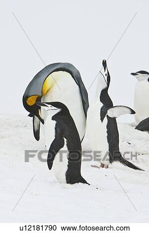 Stock Image - A very rare sighting of a lone adult king penguin (Aptenodytes patagonicus) among breeding and nesting colonies of both gentoo and chinstrap penguins on Barrentos Island in the Aitcho Island Group, South Shetland Islands, Antarctica. King penguins are rar. Fotosearch