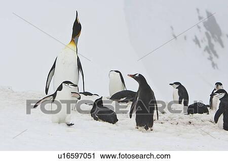 Stock Image - A very rare sighting of a lone adult king penguin (Aptenodytes patagonicus) among breeding and nesting colonies of both gentoo and chinstrap penguins on Barrentos Island in the Aitcho Island Group, South Shetland Islands, Antarctica. King penguins are rar. Fotosearch