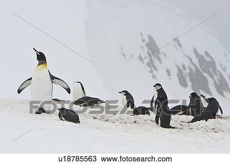 A very rare sighting of a lone adult king penguin (Aptenodytes patagonicus) among breeding and nesting colonies of both gentoo and chinstrap penguins on Barrentos Island in the Aitcho Island Group, South Shetland Islands, Antarctica. King penguins are rar View Large Photo Image Stock Image - A very rare sighting of a lone adult king penguin (Aptenodytes patagonicus) among breeding and nesting colonies of both gentoo and chinstrap penguins on Barrentos Island in the Aitcho Island Group, South Shetland Islands, Antarctica. King penguins are rar. Fotosearch