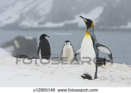 A very rare sighting of a lone adult king penguin (Aptenodytes patagonicus) among breeding and nesting colonies of both gentoo and chinstrap penguins on Barrentos Island in the Aitcho Island Group, South Shetland Islands, Antarctica. King penguins are rar View Large Photo Image Stock Photo - A very rare sighting of a lone adult king penguin (Aptenodytes patagonicus) among breeding and nesting colonies of both gentoo and chinstrap penguins on Barrentos Island in the Aitcho Island Group, South Shetland Islands, Antarctica. King penguins are rar. Fotosearch