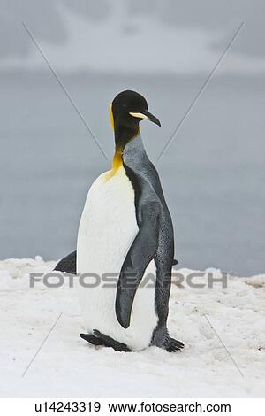 Stock Photo - A very rare sighting of a lone adult king penguin (Aptenodytes patagonicus) among breeding and nesting colonies of both gentoo and chinstrap penguins on Barrentos Island in the Aitcho Island Group, South Shetland Islands, Antarctica. King penguins are rar. Fotosearch