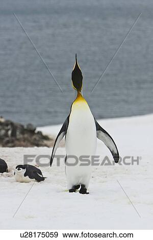 A very rare sighting of a lone adult king penguin (Aptenodytes patagonicus) among breeding and nesting colonies of both gentoo and chinstrap penguins on Barrentos Island in the Aitcho Island Group, South Shetland Islands, Antarctica. King penguins are rar View Large Photo Image Stock Photo - A very rare sighting of a lone adult king penguin (Aptenodytes patagonicus) among breeding and nesting colonies of both gentoo and chinstrap penguins on Barrentos Island in the Aitcho Island Group, South Shetland Islands, Antarctica. King penguins are rar. Fotosearch