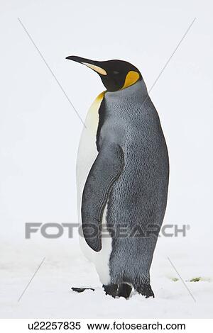 Stock Photography - A very rare sighting of a lone adult king penguin (Aptenodytes patagonicus) among breeding and nesting colonies of both gentoo and chinstrap penguins on Barrentos Island in the Aitcho Island Group, South Shetland Islands, Antarctica. King penguins are rar. Fotosearch