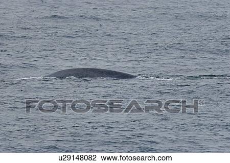 A very rare sighting of an adult blue Whale (Balaenoptera musculus) surfacing off the western side of Spitsbergen Island in the Svalbard Archipelago, Barents Sea, Norway. View Large Photo Image Stock Image - A very rare sighting of an adult blue Whale (Balaenoptera musculus) surfacing off the western side of Spitsbergen Island in the Svalbard Archipelago, Barents Sea, Norway.. Fotosearch