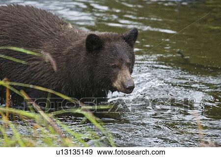 A young black bear (Ursus americanus) foraging along the streambed for red (sockeye) salmon returning to spawn near Mendenhal Glacier just outside of Juneau, Alaska, USA. Pacific Ocean. This young bear is probably only recently weaned from its mother. View Large Photo Image Stock Photo - A young black bear (Ursus americanus) foraging along the streambed for red (sockeye) salmon returning to spawn near Mendenhal Glacier just outside of Juneau, Alaska, USA. Pacific Ocean. This young bear is probably only recently weaned from its mother.. Fotosearch