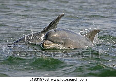 A young Bottlenose Dolphin calf (Tursiops truncatus) surfacing to breathe from the water beside its mother. Moray Firth, Scotland View Large Photo Image Stock Image - A young Bottlenose Dolphin calf (Tursiops truncatus) surfacing to breathe from the water beside its mother. Moray Firth, Scotland. Fotosearch