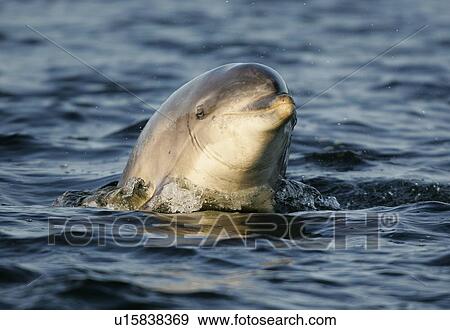 A young Bottlenose Dolphin calf (Tursiops truncatus) surfaces to look at dolphin watchers at Chanonry Point, Moray Firth, Scotland. View Large Photo Image Stock Photo - A young Bottlenose Dolphin calf (Tursiops truncatus) surfaces to look at dolphin watchers at Chanonry Point, Moray Firth, Scotland.. Fotosearch