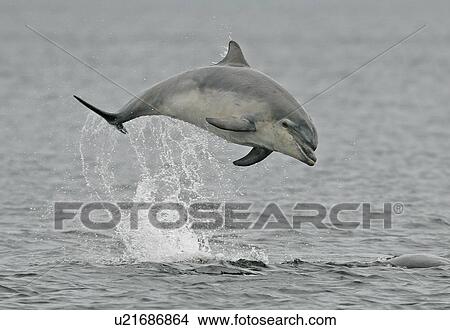 Picture - A young Bottlenose Dolphin (Tursiops truncatus) breaches from the Moray Firth, Scotland.. Fotosearch