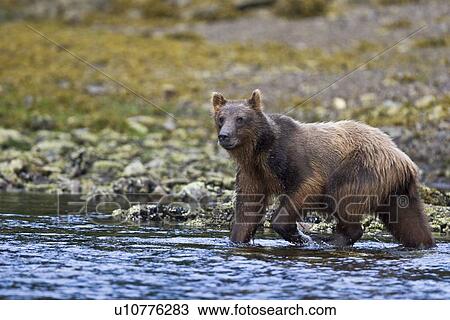 Stock Image - A young Brown Bear (Ursus arctos) scavenging and fishing for salmon along the beach on Chichagof Island in Southeast Alaska, USA. Pacific Ocean. (rr). Fotosearch