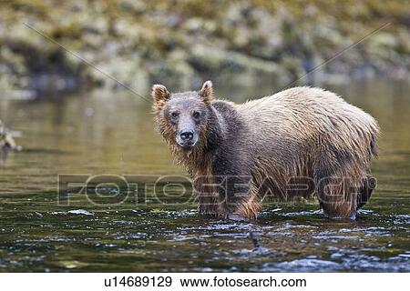 Stock Photo - A young Brown Bear (Ursus arctos) scavenging and fishing for salmon along the beach on Chichagof Island in Southeast Alaska, USA. Pacific Ocean.. Fotosearch