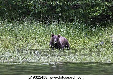A young Brown Bear (Ursus arctos) feeding on grasses in red bluff bay on Baranof Island Island in Southeast Alaska, USA. Pacific Ocean. (rr) View Large Photo Image Stock Photo - A young Brown Bear (Ursus arctos) feeding on grasses in red bluff bay on Baranof Island Island in Southeast Alaska, USA. Pacific Ocean. (rr). Fotosearch