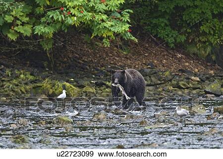Stock Photo - A young Brown Bear (Ursus arctos) fishing for pink and dog salmon on Chichagof Island in Southeast Alaska, USA. Pacific Ocean. This bear is from a pair of bears that are most likely three year olds and siblings from the same litter.. Fotosearch