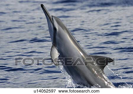 Stock Photo - A young Hawaiian, nobody, spinner dolphin (Stenella longirostris) spinning in the AuAu Channel off the coast of Maui, Hawaii, USA. Pacific Ocean. Note the length of the rostrum, where the specific name "longirostris" comes from.. Fotosearch