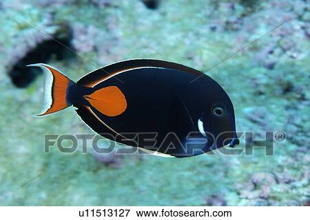 Achilles tang, Acanthurus Achilles, Rongelap, Marshall Islands, Micronesia View Large Photo Image Stock Photo - Achilles tang, Acanthurus Achilles, Rongelap, Marshall Islands, Micronesia. Fotosearch