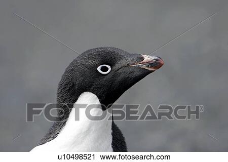 Stock Image - Adelie penguin (Pygoscelis adeliae) adult (head detail) on Devil Island near the Antarctic Peninsula.. Fotosearch