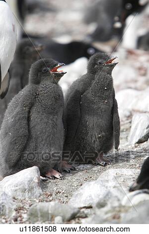 Stock Photo - Adelie penguin (Pygoscelis adeliae) "normal" coloured chicks, the parent is a leucistic adult on Devil Island near the Antarctic Peninsula. This rare coloration, sometimes called albinistic or Isabelline, is caused by a lack of melanin.. Fotosearch