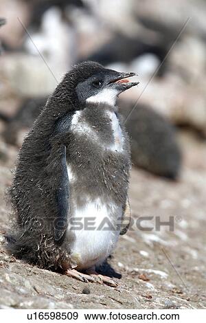 Adelie penguin (Pygoscelis adeliae) chick moulting its downy feathers with adult plumage beneath on Devil Island near the Antarctic Peninsula. View Large Photo Image Stock Photo - Adelie penguin (Pygoscelis adeliae) chick moulting its downy feathers with adult plumage beneath on Devil Island near the Antarctic Peninsula.. Fotosearch