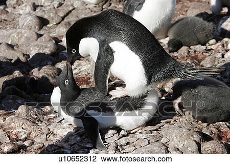 Stock Image - Adelie penguins (Pygoscelis adeliae) mock-mating (it is not mating season) on the beach on Paulet Island, Antarctic Peninsula. Adelie penguins are truly an ice dependant penguin species.. Fotosearch