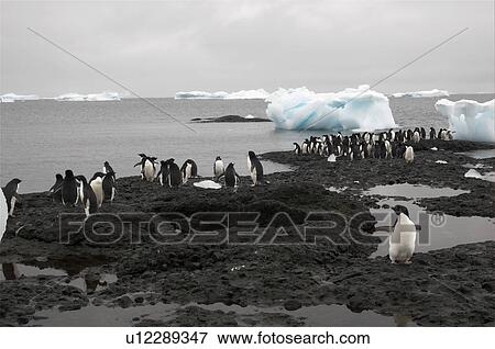 Adelie penguins (Pygoscelis adeliae) resting on the shores just next to their colony, Brown Bluff, Antarctic Peninsula View Large Photo Image Stock Photo - Adelie penguins (Pygoscelis adeliae) resting on the shores just next to their colony, Brown Bluff, Antarctic Peninsula. Fotosearch