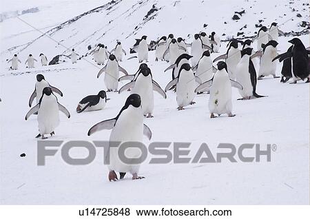 Stock Photo - Adelie penguins (Pygoscelis adeliae) returning to their colony, Brown Bluff, Antarctic Peninsula. Fotosearch