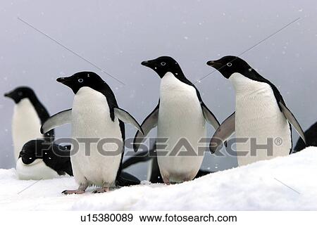 Stock Photo - Adelie penguins (Pygoscelis adeliae) hauled out on an iceberg in a snowstorm near Paulet Island, Antarctic Peninsula. Adelie penguins are truly an ice dependant penguin species.. Fotosearch