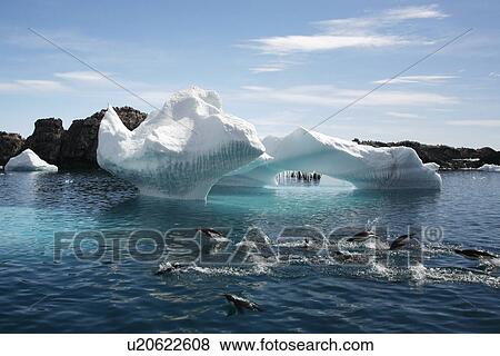Adleie penguins leaping in front of a beautiful Iceberg at Heroina Island in the Weddell sea, Antarctica. View Large Photo Image Stock Photo - Adleie penguins leaping in front of a beautiful Iceberg at Heroina Island in the Weddell sea, Antarctica.. Fotosearch
