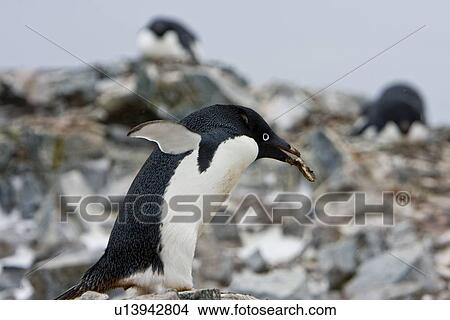 Adult Adelie penguin (Pygoscelis adeliae) stealing a rock from a neighbour's nest on breeding colony on Petermann Island, Antarctica. There are an estimated 2 million breeding pairs of chinstrap penguins in the Antarctic peninsula region alone, perhaps a View Large Photo Image Picture - Adult Adelie penguin (Pygoscelis adeliae) stealing a rock from a neighbour's nest on breeding colony on Petermann Island, Antarctica. There are an estimated 2 million breeding pairs of chinstrap penguins in the Antarctic peninsula region alone, perhaps a. Fotosearch
