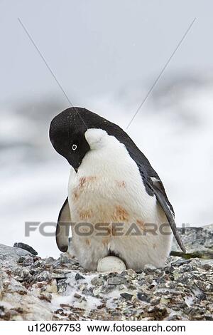 Adult Adelie penguin (Pygoscelis adeliae) sitting on an egg on breeding colony on Petermann Island, Antarctica. There are an estimated 2 million breeding pairs of chinstrap penguins in the Antarctic peninsula region alone, perhaps as many as 7. 5 million View Large Photo Image Stock Image - Adult Adelie penguin (Pygoscelis adeliae) sitting on an egg on breeding colony on Petermann Island, Antarctica. There are an estimated 2 million breeding pairs of chinstrap penguins in the Antarctic peninsula region alone, perhaps as many as 7. 5 million . Fotosearch