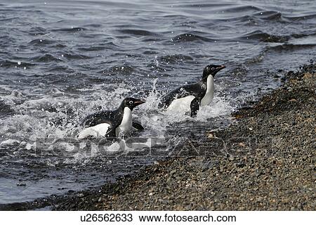 Stock Image - Adult Adelie penguin (Pygoscelis adeliae) pair returning from the sea to feed their chicks on Paulet Island on the Northeast side of the Antarctic Peninsula.. Fotosearch