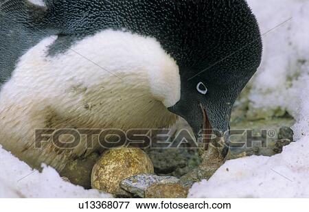 Adult Adelie Penguin (Pygoscelis Adeliae) incubating its eggs. Commonwealth Bay, East Antarctica View Large Photo Image Stock Photo - Adult Adelie Penguin (Pygoscelis Adeliae) incubating its eggs. Commonwealth Bay, East Antarctica. Fotosearch