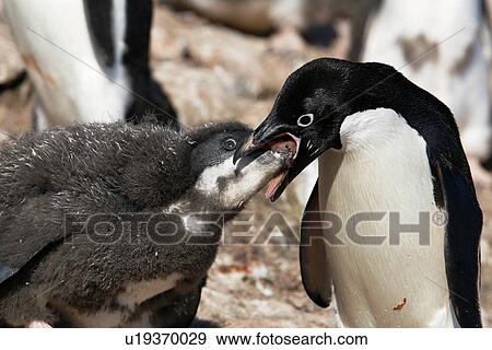 Stock Photo - Adult Adelie penguin (Pygoscelis adeliae) feeding chick a regurgitated meal on Paulet Island on the Northeast side of the Antarctic Peninsula.. Fotosearch
