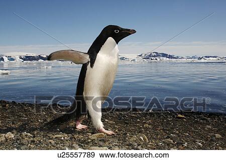 Stock Photo - Adult Adelie penguin (Pygoscelis adeliae) walking the beach to return to the sea on Devil Island on the Northeast side of the Antarctic Peninsula.. Fotosearch