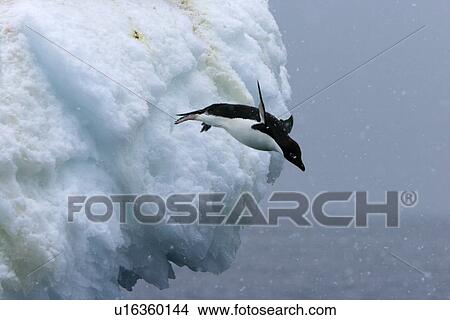 Picture - Adult Adelie penguins (Pygoscelis adeliae) leaping off of an iceberg in a snowstorm at Paulet Island in the Weddell Sea.. Fotosearch