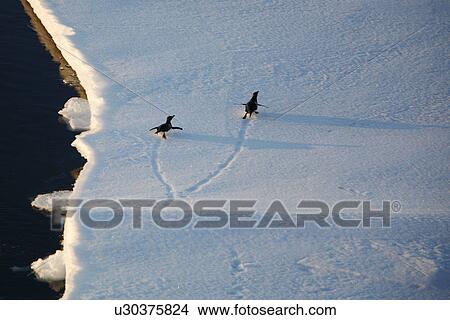 Picture - Adult Adelie penguins (Pygoscelis adeliae) tobogganing on an ice floe in the Weddell Sea, Antarctica. This penguin species is totally dependant on ice.. Fotosearch