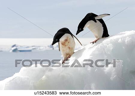 Adult Adelie penguins (Pygoscelis adeliae) hauled out on an iceberg at Devil Island, Antarctic Peninsula. Adelie penguins are truly an ice dependant penguin species. View Large Photo Image Stock Image - Adult Adelie penguins (Pygoscelis adeliae) hauled out on an iceberg at Devil Island, Antarctic Peninsula. Adelie penguins are truly an ice dependant penguin species.. Fotosearch
