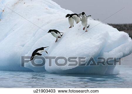Adult Adelie penguins (Pygoscelis adeliae) lining up to leap off of an iceberg at Paulet Island in the Weddell Sea. View Large Photo Image Stock Image - Adult Adelie penguins (Pygoscelis adeliae) lining up to leap off of an iceberg at Paulet Island in the Weddell Sea.. Fotosearch