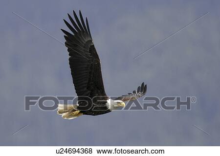 Adult American Bald Eagle (Haliaeetus leucocephalus) taking flight near Juneau in Southeast Alaska, USA. Pacific Ocean. View Large Photo Image Stock Photo - Adult American Bald Eagle (Haliaeetus leucocephalus) taking flight near Juneau in Southeast Alaska, USA. Pacific Ocean.. Fotosearch