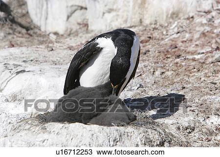 Adult Antarctic Shag (Phalacrocorax (atriceps) bransfieldensis) feeding chicks on Petermann Island near the Antarctic Peninsula. This is the only blue-eyed shag species that does not move further north than the Antarctic Peninsula, even in winter. View Large Photo Image Stock Image - Adult Antarctic Shag (Phalacrocorax (atriceps) bransfieldensis) feeding chicks on Petermann Island near the Antarctic Peninsula. This is the only blue-eyed shag species that does not move further north than the Antarctic Peninsula, even in winter.. Fotosearch
