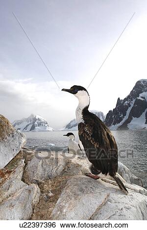 Adult Antarctic Shag (Phalacrocorax (atriceps) bransfieldensis) on Petermann Island near the Antarctic Peninsula. This is the only blue-eyed shag species that does not move further north than the Antarctic Peninsula, even in winter. View Large Photo Image Stock Photograph - Adult Antarctic Shag (Phalacrocorax (atriceps) bransfieldensis) on Petermann Island near the Antarctic Peninsula. This is the only blue-eyed shag species that does not move further north than the Antarctic Peninsula, even in winter.. Fotosearch