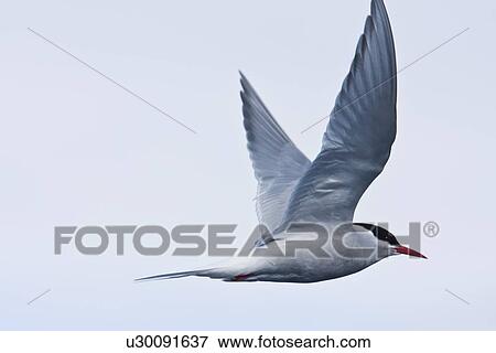 Stock Photo - Adult Antarctic Tern (Sterna vittata) nesting and mating on Enterprise Island near the wreck of the Gouvernoren, a Norwegian whaler which caught fire and sank in Wilhelmina Bay in 1916, Antarctica.. Fotosearch