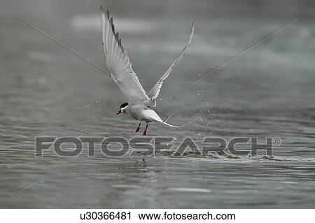 Stock Image - Adult arctic tern (Sterna paradisaea) feeding on small fish and krill in Esbukta on Spitsbergen Island in the Svalbard Archipelago, Norway. The arctic tern makes one of the longest annual migrations of any animal on Earth, flying from the high Arctic all . Fotosearch