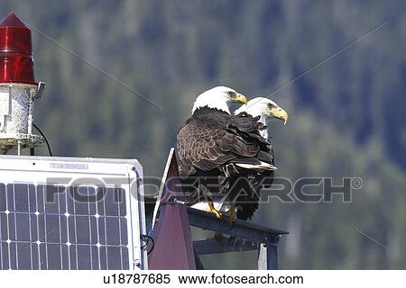 Adult bald eagle pair (Haliaeetus leucocephalus) on a channel marker just outside Petersburg, Southeast Alaska, USA. | View Large Photo Image Stock Photography - Adult bald eagle pair (Haliaeetus leucocephalus) on a channel marker just outside Petersburg, Southeast Alaska, USA. |. Fotosearch