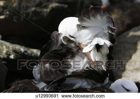 Stock Image - Adult black-browed albatross (Thalassarche melanophrys) preening its feathers at Devil's Nose on New Island in the Falkland Island Group, Falklands.. Fotosearch