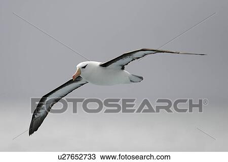 Stock Image - Adult Black-browed Albatross (Thalassarche melanophrys) on the wing in theSouthern Atlantic Ocean. (rr). Fotosearch