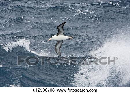 Stock Photo - Adult Black-browed albatross (Thalassarche melanophrys) on the wing in the Drake Passage between South America and Antarctica, Southern Ocean.. Fotosearch