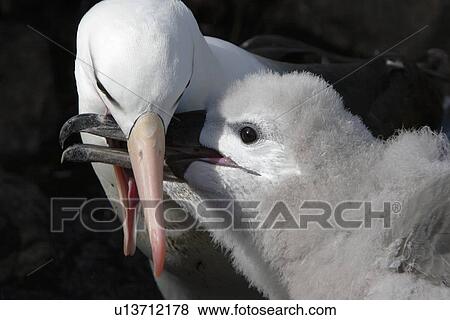 Stock Photo - Adult black-browed albatross (Thalassarche melanophrys) feeding downy chick at Devil's Nose on New Island in the Falkland Island Group, Falklands.. Fotosearch
