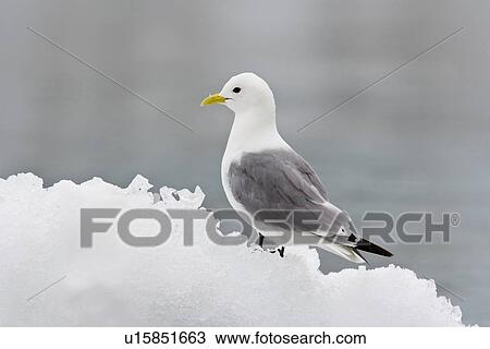 Adult black-legged kittiwake (Rissa tridactyla) on ice in the Svalbard Archipelago, Barents Sea, Norway. View Large Photo Image Stock Image - Adult black-legged kittiwake (Rissa tridactyla) on ice in the Svalbard Archipelago, Barents Sea, Norway.. Fotosearch