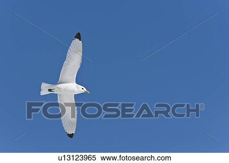 Adult black-legged kittiwake (Rissa tridactyla) in flight near ice in the Svalbard Archipelago, Barents Sea, Norway. View Large Photo Image Stock Photography - Adult black-legged kittiwake (Rissa tridactyla) in flight near ice in the Svalbard Archipelago, Barents Sea, Norway.. Fotosearch