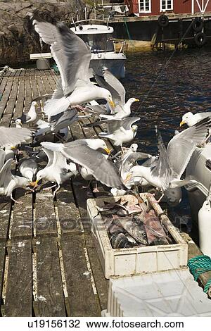 Stock Image - Adult black-legged kittiwakes (Rissa tridactyla) on a dock in Norway.. Fotosearch